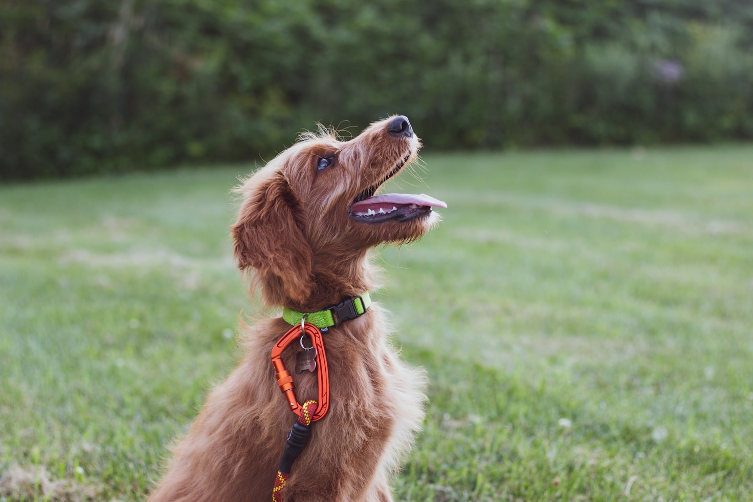 Tipps für den Einstieg in den Hundesport