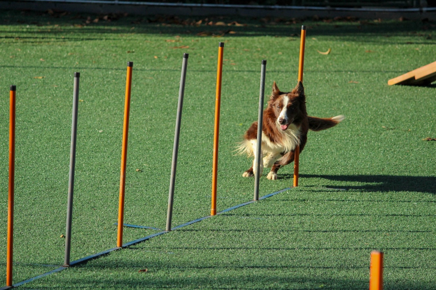 Wie Sie und Ihr Hund gemeinsam wachsen können