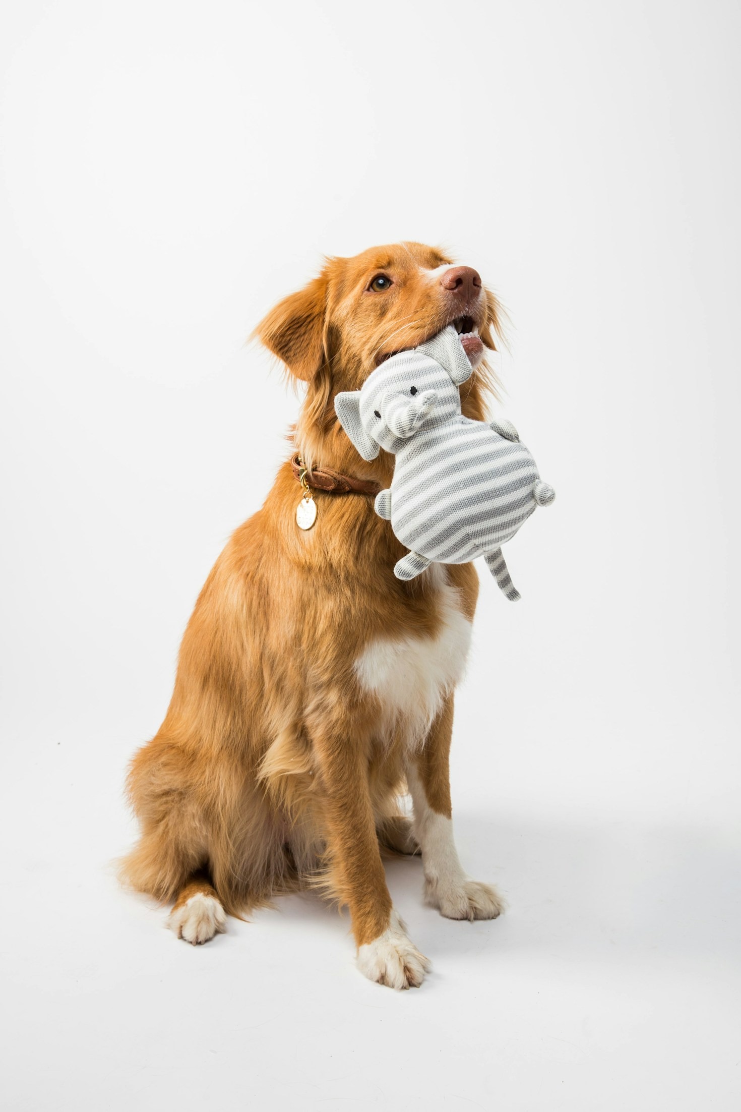Die Vorteile von Hundesport für Mensch und Tier