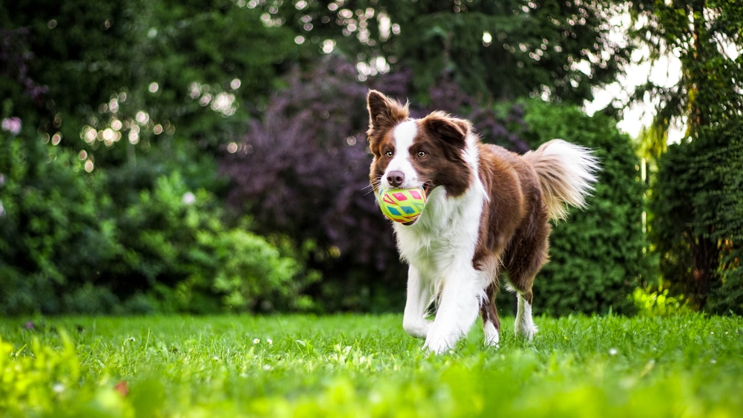Erfolgreiche Trainingsmethoden für jeden Hund